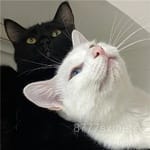 Avatar of Rabia Anwar